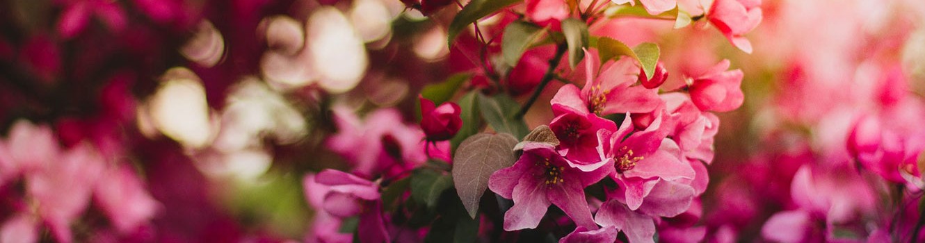 pink dogwood blooms