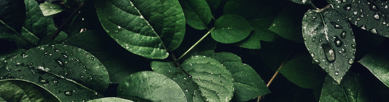 water droplets on green leaves